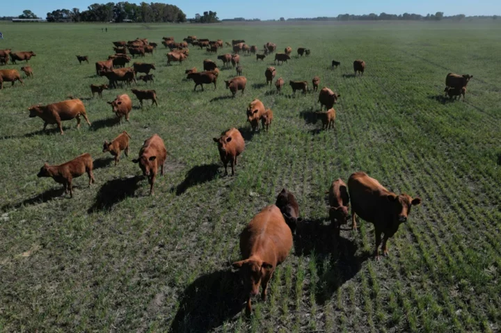 Argentina's fed-up farmers lean towards outsider Milei