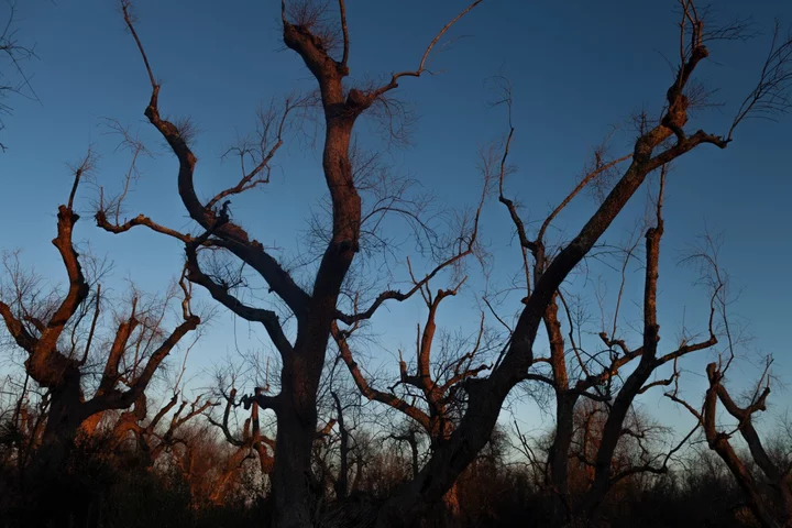 Climate Change Is Helping Pests and Diseases Destroy Our Food