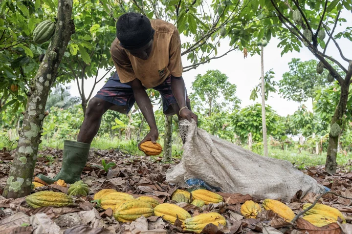 Coffee Extends Gains as Extreme Heat Threatens Brazilian Crop