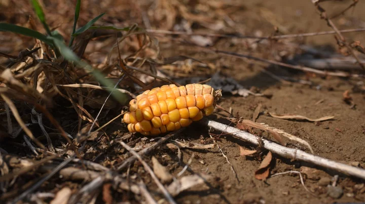 US Set to Escalate Claim Mexico Corn Policy Violates Trade Deal