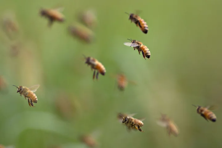 UK Insurance Group Tells Members to Act on Biodiversity Loss