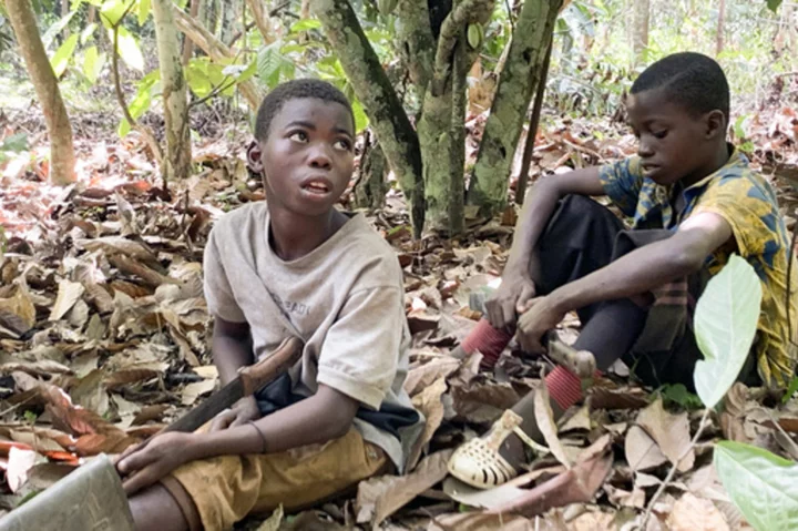 Advocates sue federal government for failing to ban imports of cocoa harvested by children