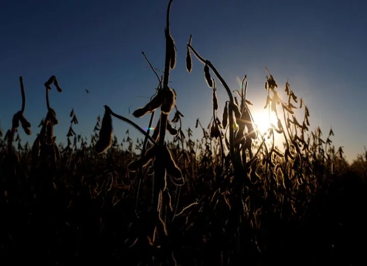 Exclusive-Argentina's soy crushers face 'disaster' as bean shortage sharpens, chamber head says