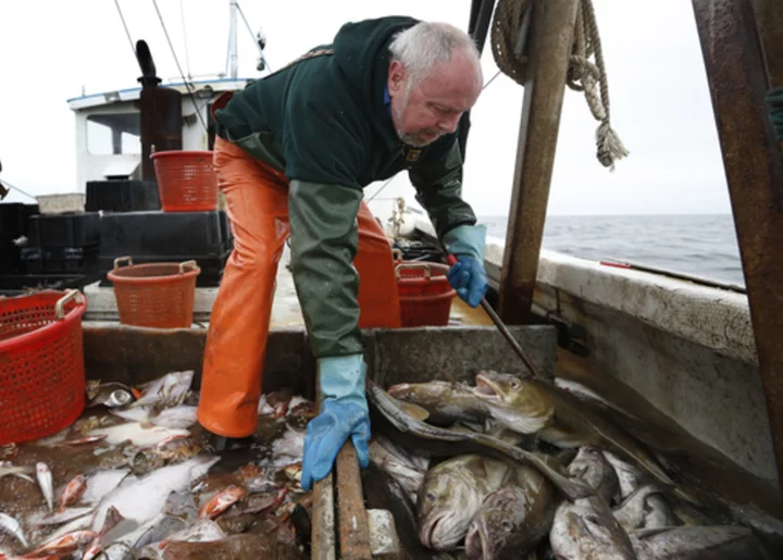 A net negative: Haddock, a staple Atlantic fish, is in decline off New England, regulators say