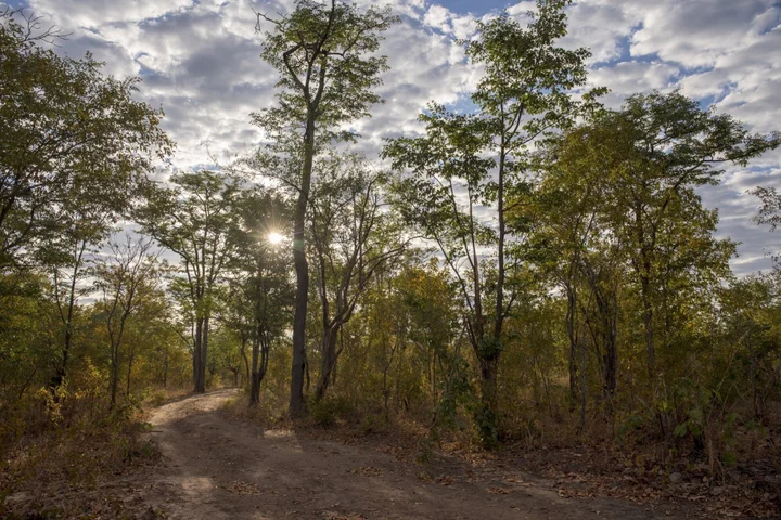 Zimbabwe Softens Regulations That Roiled Global Carbon Market