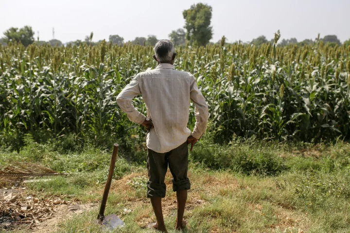 India Likely Bracing for El Niño Impact on Monsoon, Hussain Says