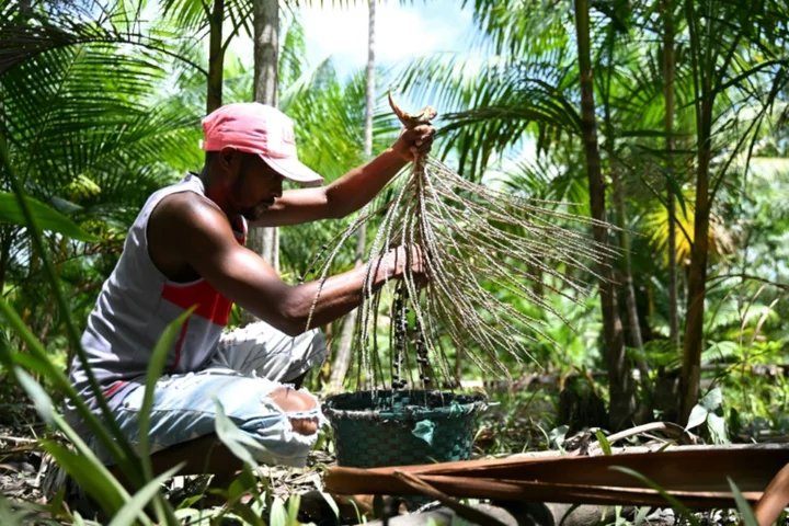 Acai berry craze: boon or threat for the Amazon?