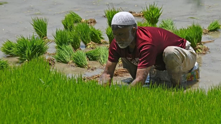 India bans rice shipments to curb price rises