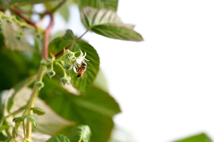 Australia Ends Fight to Eradicate Bee Killer After Spread