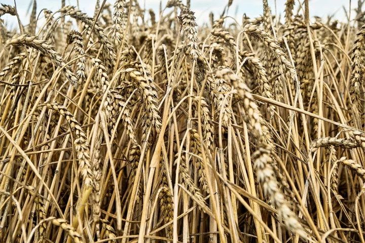 Soy Hits 3-Week High With Heat Gripping US as Crop Tour Starts