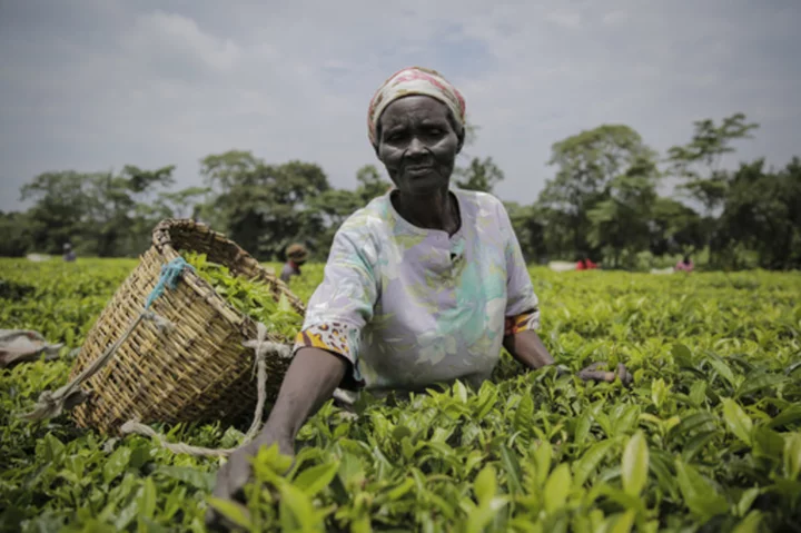 Kenya tea company suspends operations after protesters burn machines