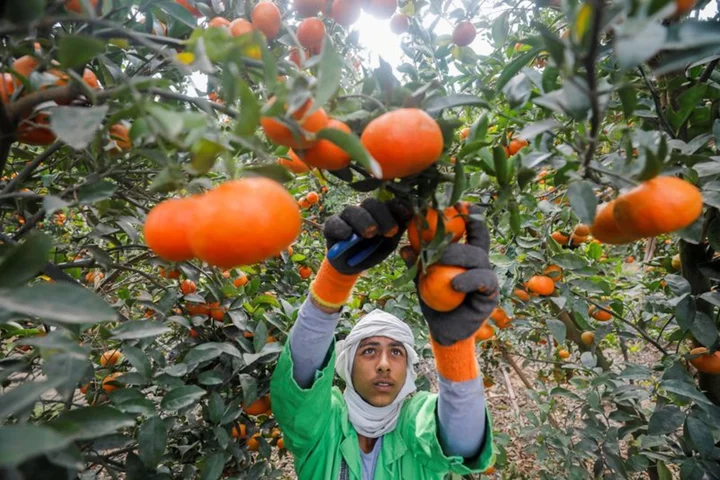 Orange juice prices hit all-time high amid bleak production outlook