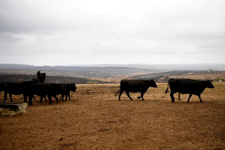 Farm groups call on Australia to not sign 'dud' trade deal with EU