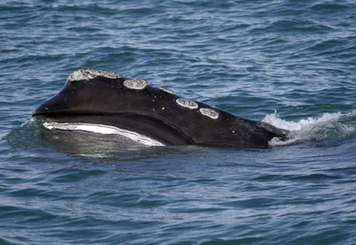 Federal court sides with lobster fishers in whale protection case anchored off New England