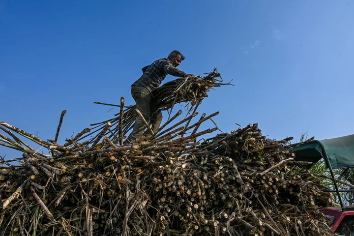 India’s Extension of Sugar Export Curbs Set to Tighten Supply