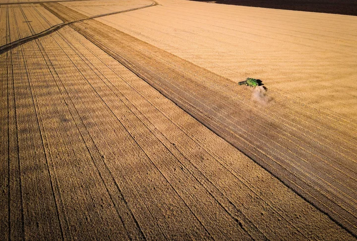 Western Australia’s Wheat Outlook Cut Again as Harvest Ramps Up