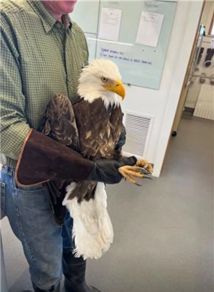 Bald Eagles, Other Raptors Set to Soar for 4th of July