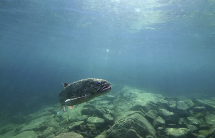 Judge OKs updated Great Lakes fishing agreement between native tribes, state and federal agencies