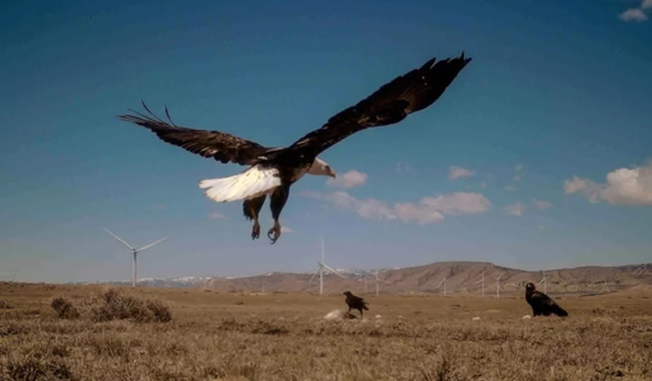 Criminal cases for killing eagles decline as wind turbine dangers grow