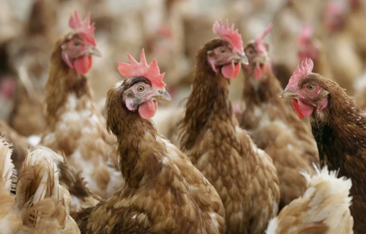 New organic rules announced by USDA tighten restrictions on livestock and poultry producers