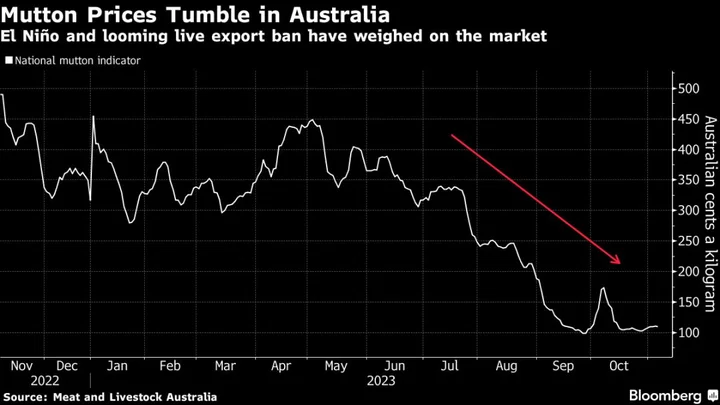 Australia Farmers Are Giving Sheep Away for Free After 75% Price Plunge